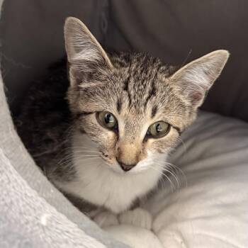 Lucy -  Domestic Short Hair Cat for Adoption in La Grange, Kentucky - Lucy | PetCurious