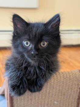 Riley Jr. -  Domestic Short Hair Cat Available for Adoption in Lowell, Massachusetts - Riley Jr. | PetCurious