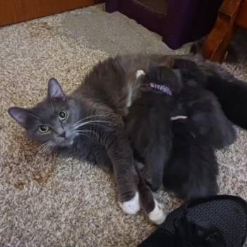 Domestic Long Hair Cats Available for Adoption in Rochester, Minnesota - Duchess | PetCurious