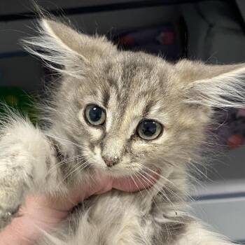 Hindquarters -  Domestic Medium Hair Cat for Adoption in Sheridan, Wyoming - Hindquarters | PetCurious