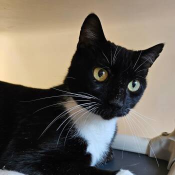 Domestic Short Hair Cats Available for Adoption in Harrisonburg, Virginia - Gertie | PetCurious