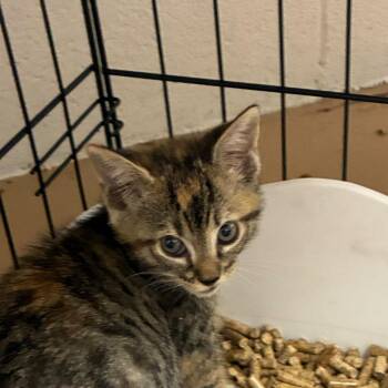 Pocus -  Domestic Short Hair Cat for Adoption in Gadsden, Alabama - Pocus | PetCurious