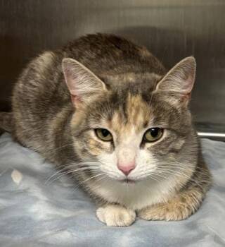 Domestic Short Hair Cats Available for Adoption in West Chester, Pennsylvania - Bianca | PetCurious