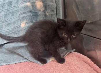 Zelda -  Domestic Short Hair Cat for Adoption in Elizabethtown, North Carolina - Zelda | PetCurious