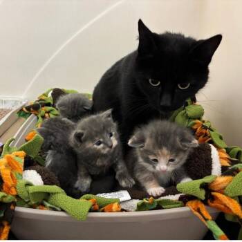 Pantone -  Domestic Short Hair Cat for Adoption in Chicago, Illinois - Pantone | PetCurious