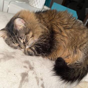 Elizabeth C12163 -  Domestic Long Hair Cat for Adoption - Elizabeth C12163 | PetCurious