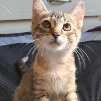 Primrose TH -  Domestic Short Hair Cat for Adoption - Primrose TH | PetCurious