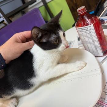What -  Domestic Short Hair Cat for Adoption in Emporia, Kansas - What | PetCurious