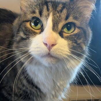 Tiger -  Domestic Long Hair Cat for Adoption in Powdersville, South Carolina - Tiger | PetCurious