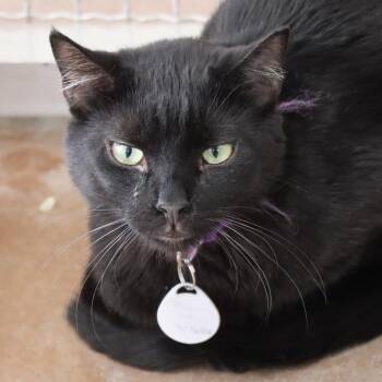 Asher -  Domestic Short Hair Cat for Adoption in Tucson, Arizona - Asher | PetCurious