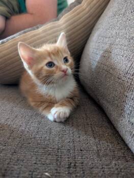 Floof -  Domestic Short Hair Cat for Adoption in Madison, Georgia - Floof | PetCurious
