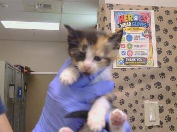 JELLY BABY -  Domestic Short Hair Cat for Adoption in Sacramento, California - JELLY BABY | PetCurious