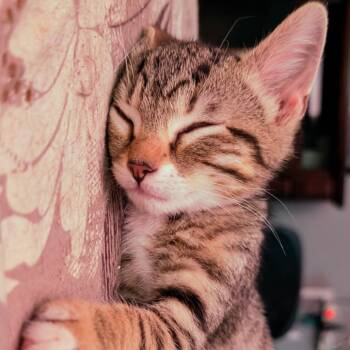 Grover (Bonded with Fuhrman) -  Domestic Short Hair Cat for Adoption in Reisterstown, Maryland - Grover (Bonded With Fuhrman) | PetCurious