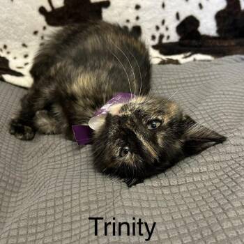 Trinity -  Domestic Short Hair Cat for Adoption in Buffalo, Minnesota - Trinity | PetCurious