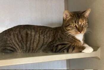 Rescue Domestic Short Hair Cats for Adoption in Mason City, Iowa - Bianca | PetCurious