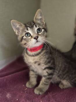 Elain -  Domestic Short Hair Cat for Adoption in Westland, Michigan - Elain | PetCurious