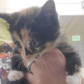Buttercup -  Domestic Short Hair Cat for Adoption - Buttercup | PetCurious