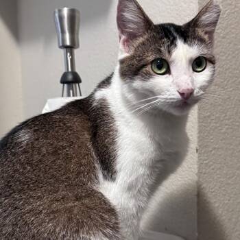 Selena -  Domestic Short Hair Cat for Adoption in Brea, California - Selena | PetCurious