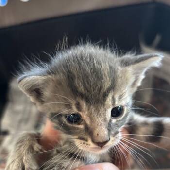 Frisk -  Domestic Short Hair Cat for Adoption in Montgomery, Alabama - Frisk | PetCurious