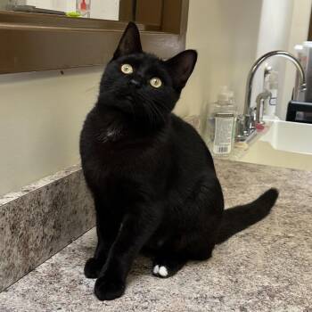 Poutine -  Domestic Short Hair Cat for Adoption in York, Pennsylvania - Poutine | PetCurious
