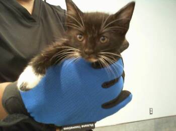A1266492 -  Domestic Short Hair Cat for Adoption in Charlotte, North Carolina - A1266492 | PetCurious