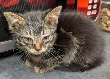 Periwinkle -  Domestic Medium Hair and Domestic Short Hair Cat for Adoption in Missoula, Montana - Periwinkle | PetCurious