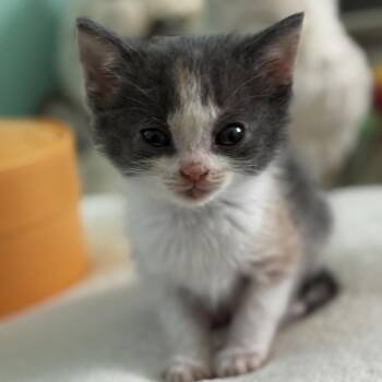 Minnie -  Domestic Short Hair Cat for Adoption in La Grange, Kentucky - Minnie | PetCurious