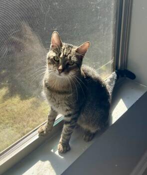 Rescue Domestic Short Hair Cats for Adoption in Greenville, South Carolina - Mikey AM | PetCurious