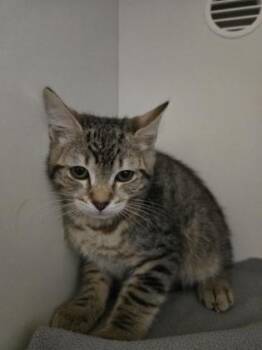 Huey -  Domestic Short Hair Cat for Adoption in Savannah, Georgia - Huey | PetCurious
