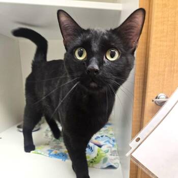 Shadow -  Domestic Short Hair Cat for Adoption in Champaign, Illinois - Shadow | PetCurious