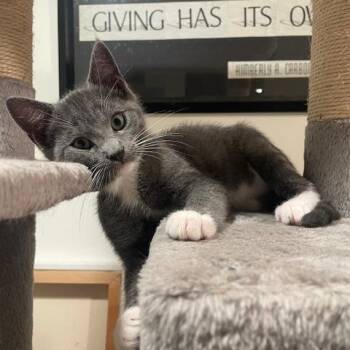 Jed -  Domestic Short Hair Cat for Adoption in Beaufort, South Carolina - Jed | PetCurious