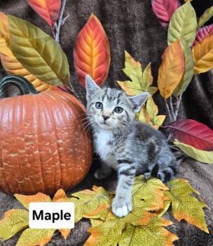 maple -  Domestic Short Hair Cat for Adoption in Mount Carmel, Illinois - Maple | PetCurious