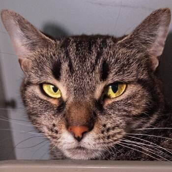 Rescue Domestic Short Hair Cats for Adoption in South Elgin, Illinois - Mouse | PetCurious