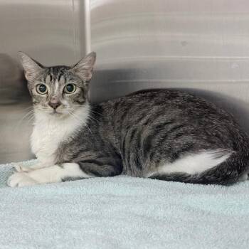 Linda -  Domestic Short Hair Cat for Adoption in Jupiter, Florida - Linda | PetCurious