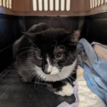Domestic Short Hair Cats Available for Adoption in Reno, Nevada - Lollipop | PetCurious