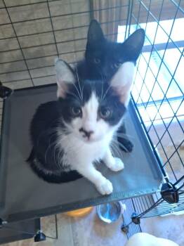 Tartan G. -  Domestic Short Hair Cat Available for Adoption in West Peoria, Illinois - Tartan G. | PetCurious