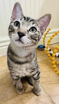 Rescue Tabby Cats for Adoption in Branson, Missouri - Fret | PetCurious