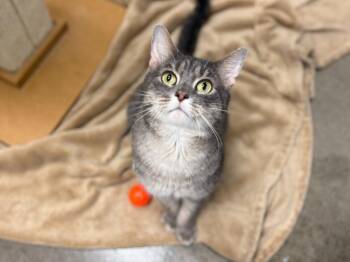 Lima Bean -  Domestic Short Hair and Tabby Cat for Adoption in Raleigh, North Carolina - Lima Bean | PetCurious