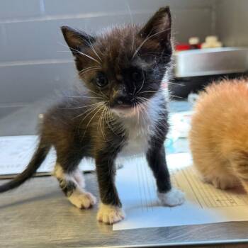 Gus -  Domestic Short Hair Cat for Adoption in Tuscaloosa, Alabama - Gus | PetCurious