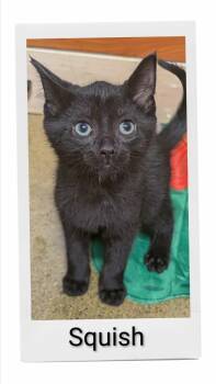 Squish -  Domestic Short Hair Cat for Adoption in Caistor Centre, Ontario - Squish | PetCurious