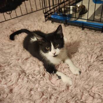 GATOLEO -  Domestic Short Hair Cat for Adoption in Aurora, Colorado - GATOLEO | PetCurious