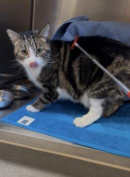 Domestic Short Hair Cats Available for Adoption - Elliott | PetCurious