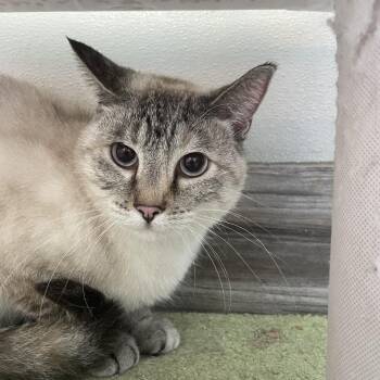 Domestic Short Hair Cats Available for Adoption in West Des Moines, Iowa - Tiny | PetCurious