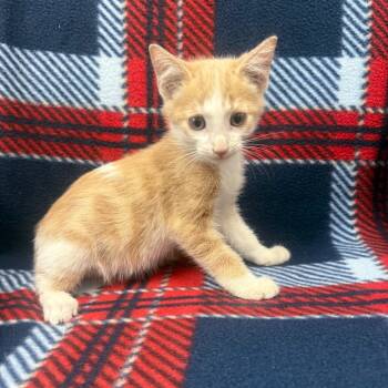 Rescue Domestic Short Hair Cats for Adoption in Jupiter, Florida - Monday | PetCurious