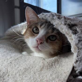Domestic Short Hair Cats Available for Adoption in Barnstable, Massachusetts - FIONA | PetCurious