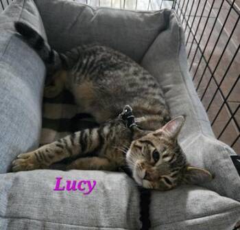 Rescue Domestic Short Hair Cats for Adoption in Liverpool, Texas - Lucy | PetCurious
