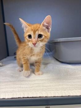 Doc -  Domestic Short Hair Cat for Adoption in Liverpool, New York - Doc | PetCurious