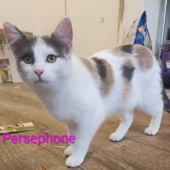 Persephone -  Domestic Short Hair Cat for Adoption in Grand Rapids, Minnesota - Persephone | PetCurious