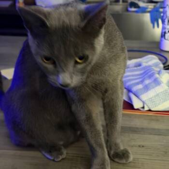Penny Blue -  Russian Blue and Domestic Short Hair Cat for Adoption in Baytown, Texas - Penny Blue | PetCurious