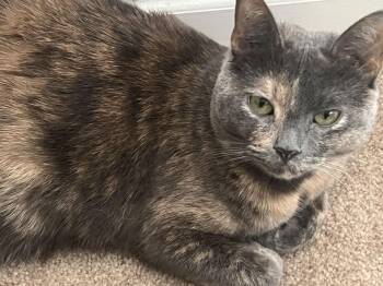 Domestic Short Hair Cats Available for Adoption - Butternut And Squash | PetCurious